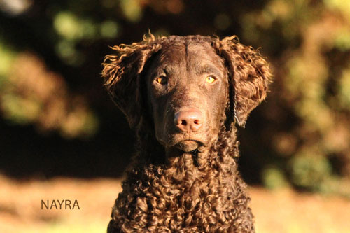 portraet nyra